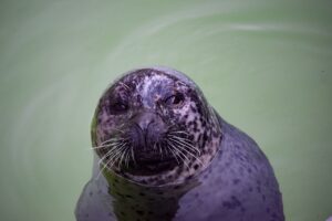 Klaipedos_senamiescio_atgimimas__kultura_ir_turizmas_ranka_rankon